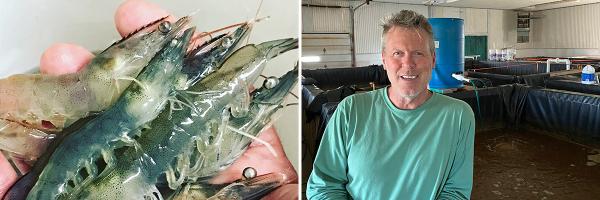 John Brawley at Sweet Sounds Aquaculture, his shrimp production operation in Charlotte, VT, and a handful of his Pacific white shrimp. A hand holds several Pacific white shrimp, and John Brawley stands next to tanks containing water.